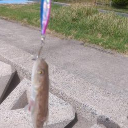 マゴチ＆エギング