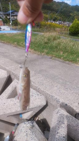 マゴチ＆エギング