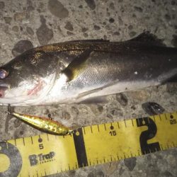 ぶらシーバス!!