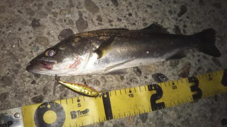 ぶらシーバス!!