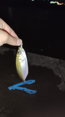 須磨でナイト豆アジング