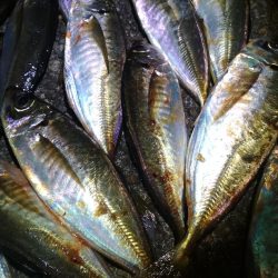 　良型アジ入れ喰い