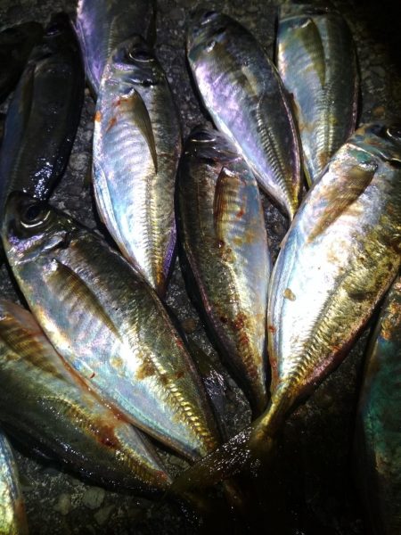 　良型アジ入れ喰い