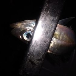 祝　初めじろん