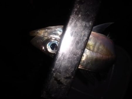 祝　初めじろん