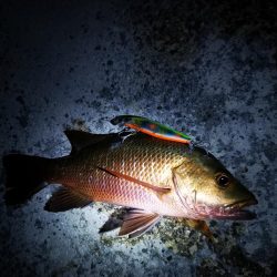 今朝もマングローブジャック