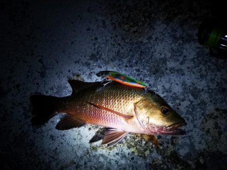 今朝もマングローブジャック