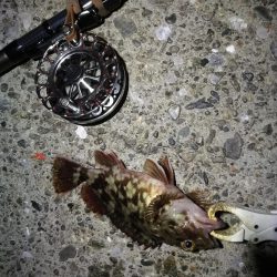 （2020/10/20 南港ヘチ釣り　 真チヌ キビレチヌ ガシラ 釣果有り）