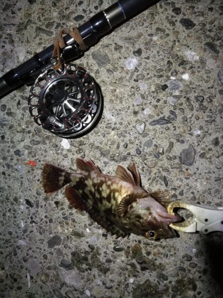 （2020/10/20 南港ヘチ釣り　 真チヌ キビレチヌ ガシラ 釣果有り）