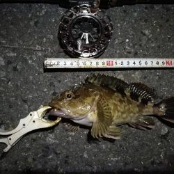 （2020/10/21 南港ヘチ釣り　 真チヌ キビレチヌ ガシラ メジナ 釣果有り）