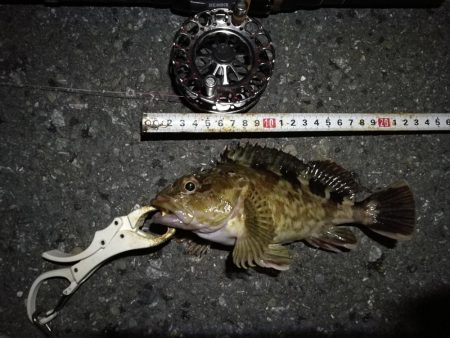 （2020/10/21 南港ヘチ釣り　 真チヌ キビレチヌ ガシラ メジナ 釣果有り）