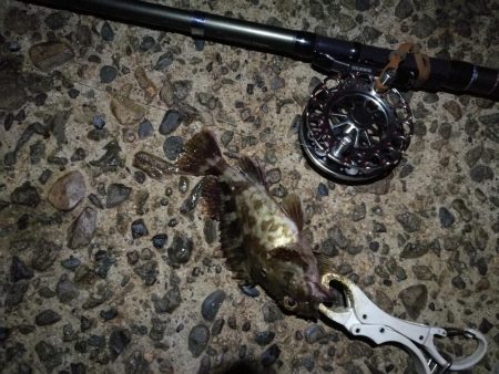 (2020/10/22 南港ヘチ釣り キビレチヌ41cm ガシラ 釣果有り)