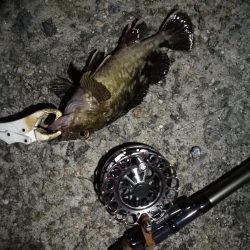 （2020/10/24 南港ヘチ釣り　 キビレチヌ ガシラ 釣果有り）