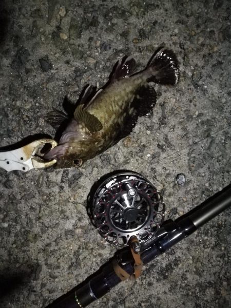 （2020/10/24 南港ヘチ釣り　 キビレチヌ ガシラ 釣果有り）