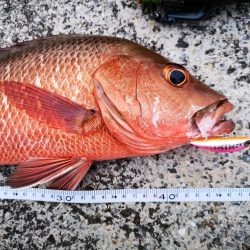 ベイトにベストマッチ