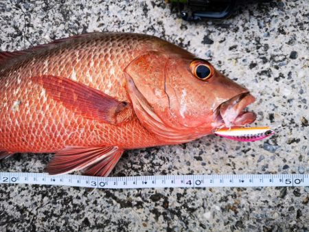 ベイトにベストマッチ