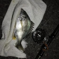 (2020/10/25 南港ヘチ釣り 真チヌ キビレチヌ ガシラ 釣果有り)