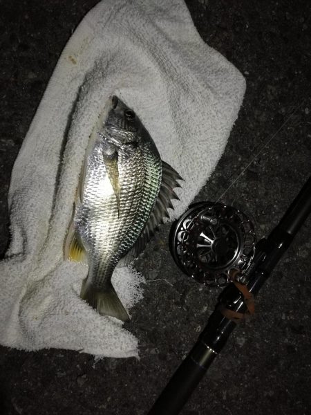 (2020/10/25 南港ヘチ釣り 真チヌ キビレチヌ ガシラ 釣果有り)