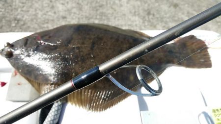 鱚釣りのつもりが