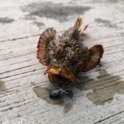 ファミリーフィッシング