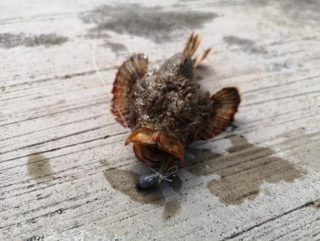 ファミリーフィッシング