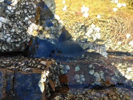 フカセ‥最高ですネ・・