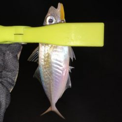 アジング活性低め、メバリングは不発。