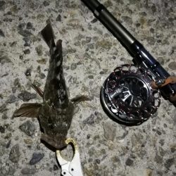 （2020/10/30 南港ヘチ釣り　 キビレチヌ45㎝ ガシラ 釣果有り）