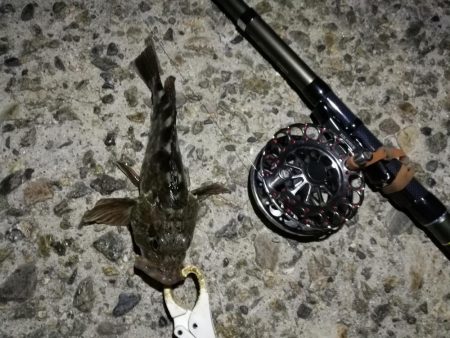 （2020/10/30 南港ヘチ釣り　 キビレチヌ45㎝ ガシラ 釣果有り）