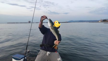 アジングのアジを飲ませて釣る！！