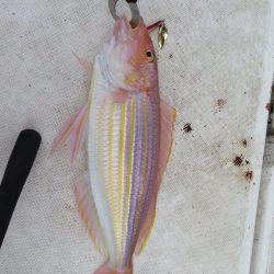 友人操舵のボート釣りは楽しかった!