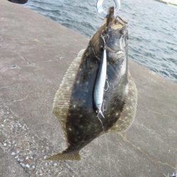 なんとヒラメをゲット！