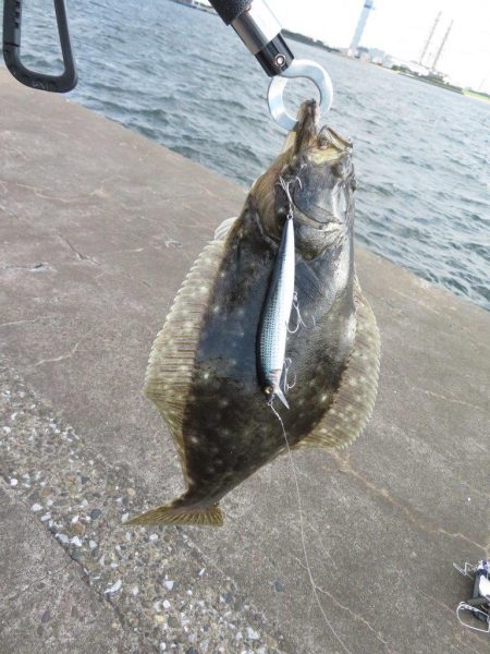 なんとヒラメをゲット！