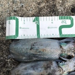 2020 佐渡ヶ島エギング 22回目