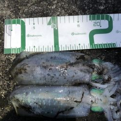 2020 佐渡ヶ島エギング 23回目