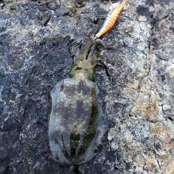 2020 佐渡ヶ島エギング 24回目