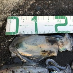 2020 佐渡ヶ島エギング 27回目