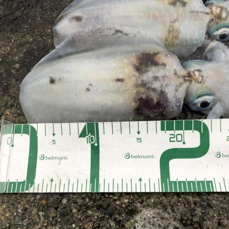 2020 佐渡ヶ島エギング 31回目