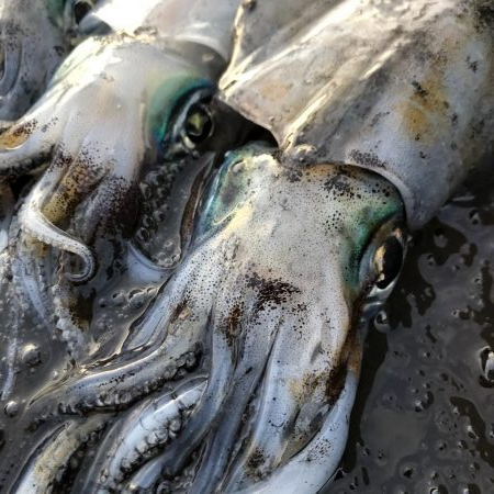 2020 佐渡ヶ島エギング 34回目