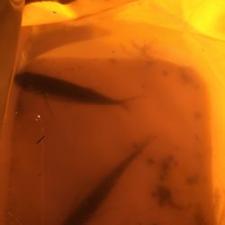 エサもなくなり、ラスト1投げで大アジ