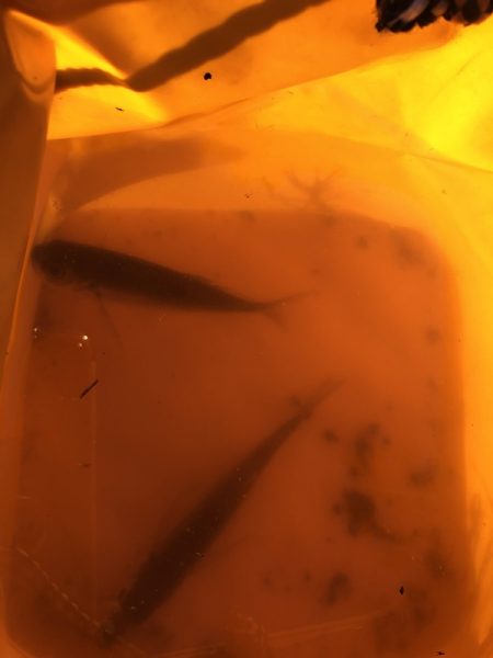 エサもなくなり、ラスト1投げで大アジ