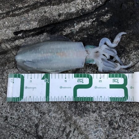 2020 佐渡ヶ島エギング 28回目