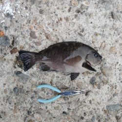 エビ撒き釣り　夕暮れにハネ