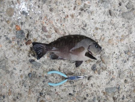 エビ撒き釣り　夕暮れにハネ