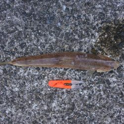 落ちギスを狙ったが不調