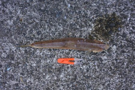 落ちギスを狙ったが不調