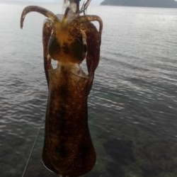 あれれ?厳しい~