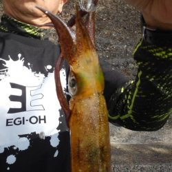 日中のエギングは❓