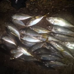 フロートゲーム