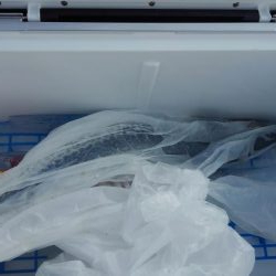 今年初一匹ゲットです！